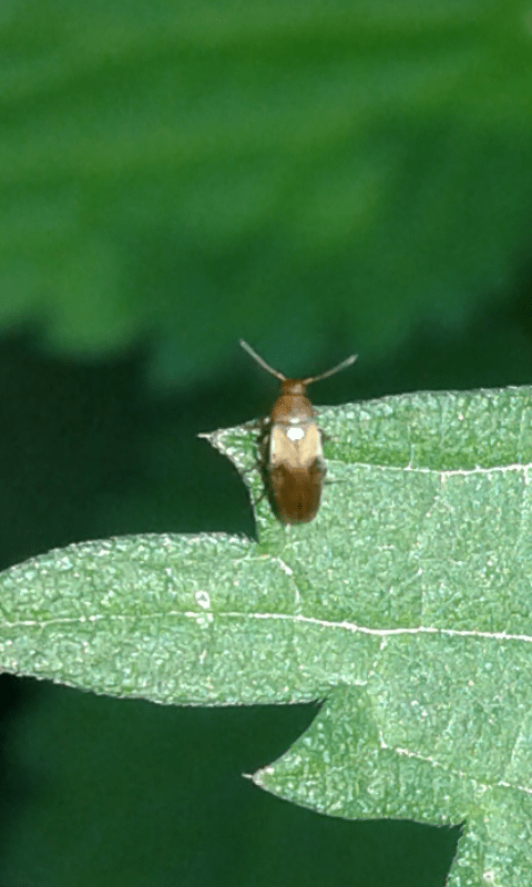 Scraptiidae : Anaspis sp.?